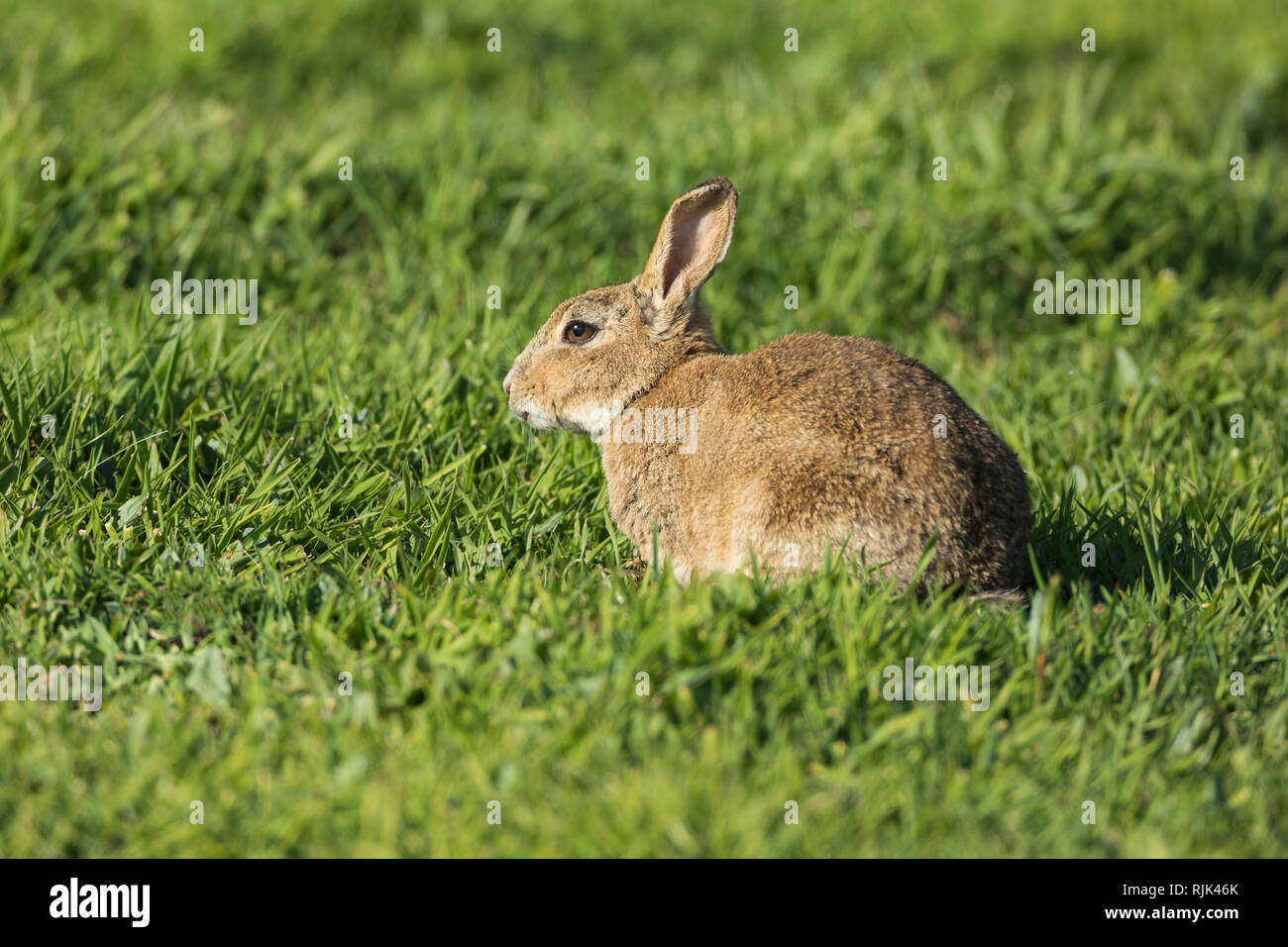 Rabbit in a grassy meadow Stock Photo Alamy