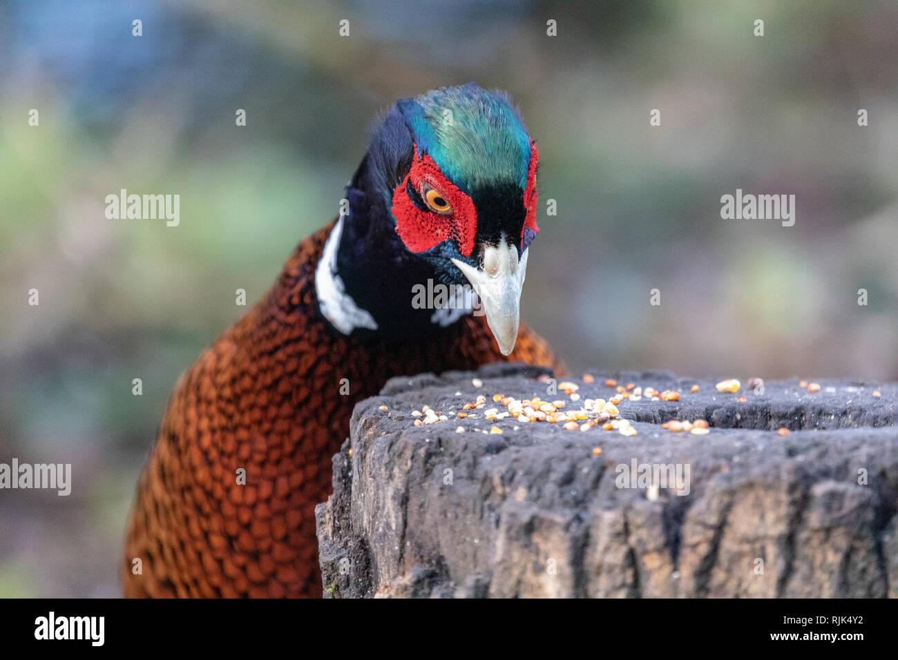 Offbeat head portrait of a male common pheasant (Phasianus colchicus) Stock Photo
