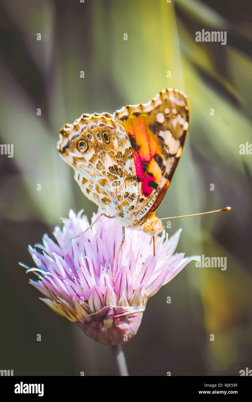 Butterfly on a flower. Selective focus. nature. Stock Photo