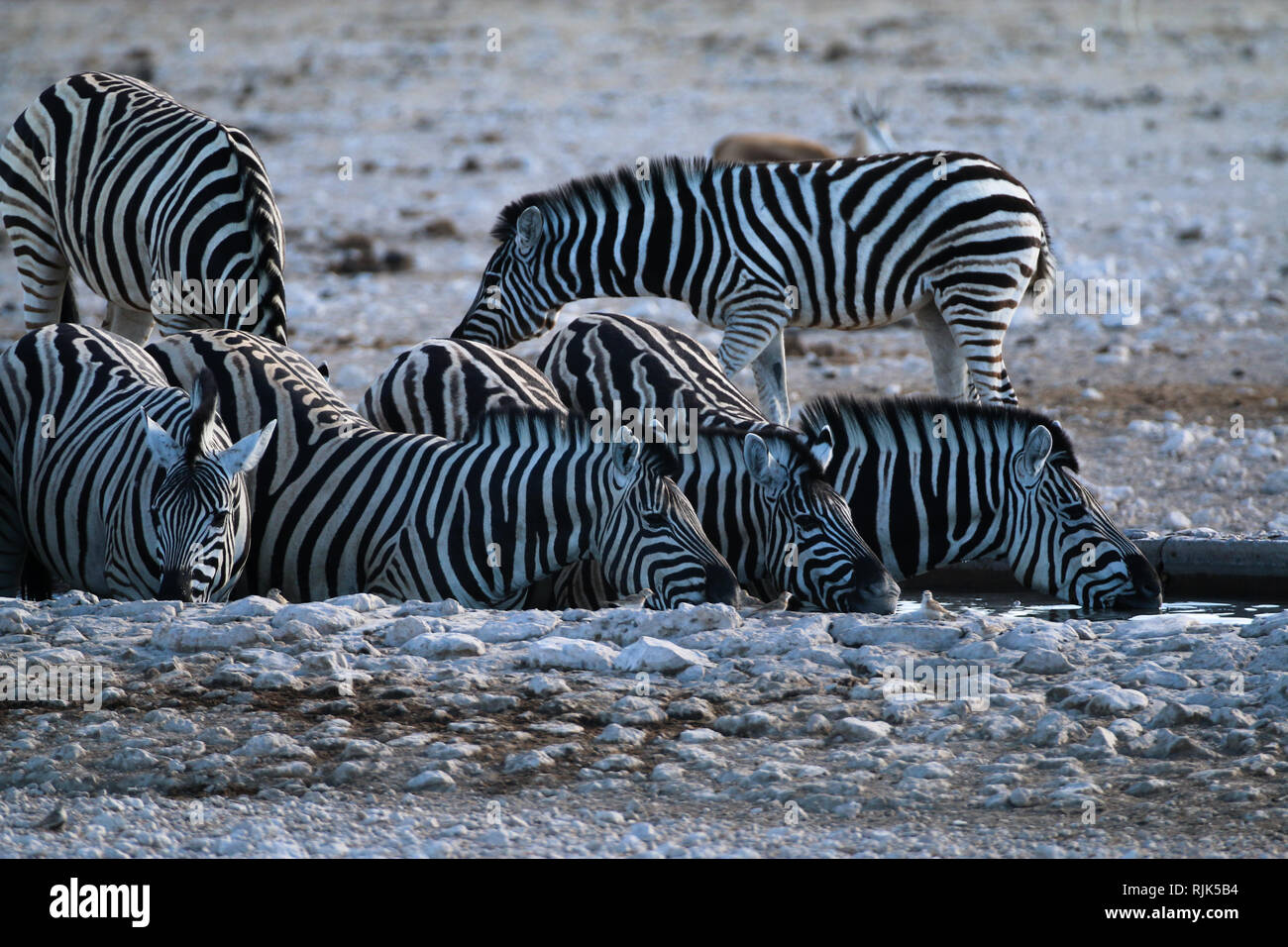 Zebras am Wasserloch Stock Photo