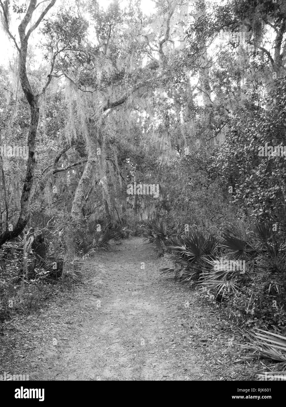 black and white moss Stock Photo - Alamy