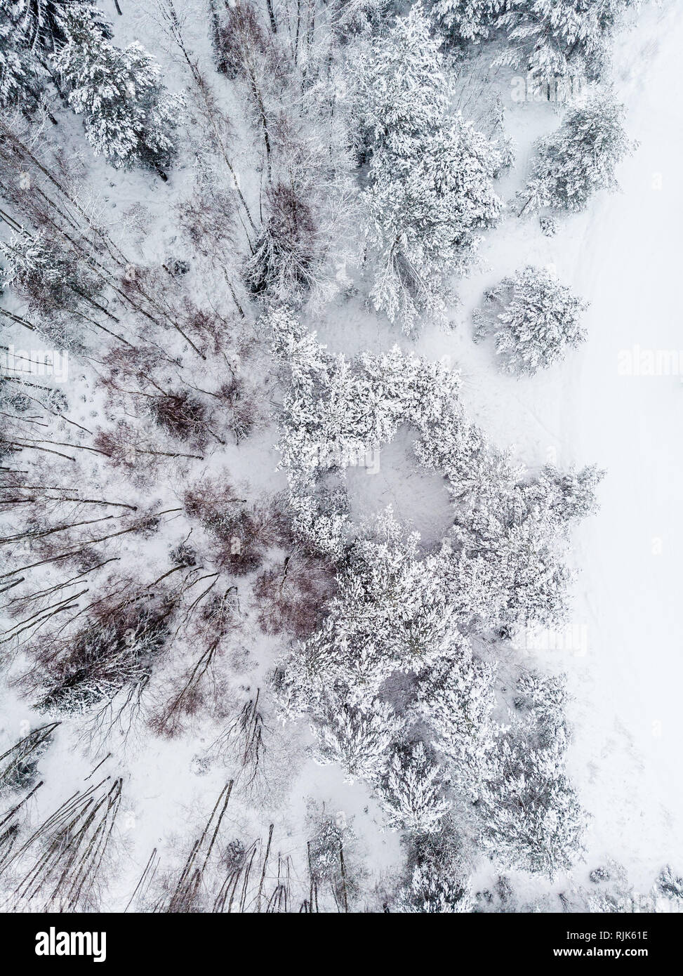 Aerial view of dead forest in winter Stock Photo