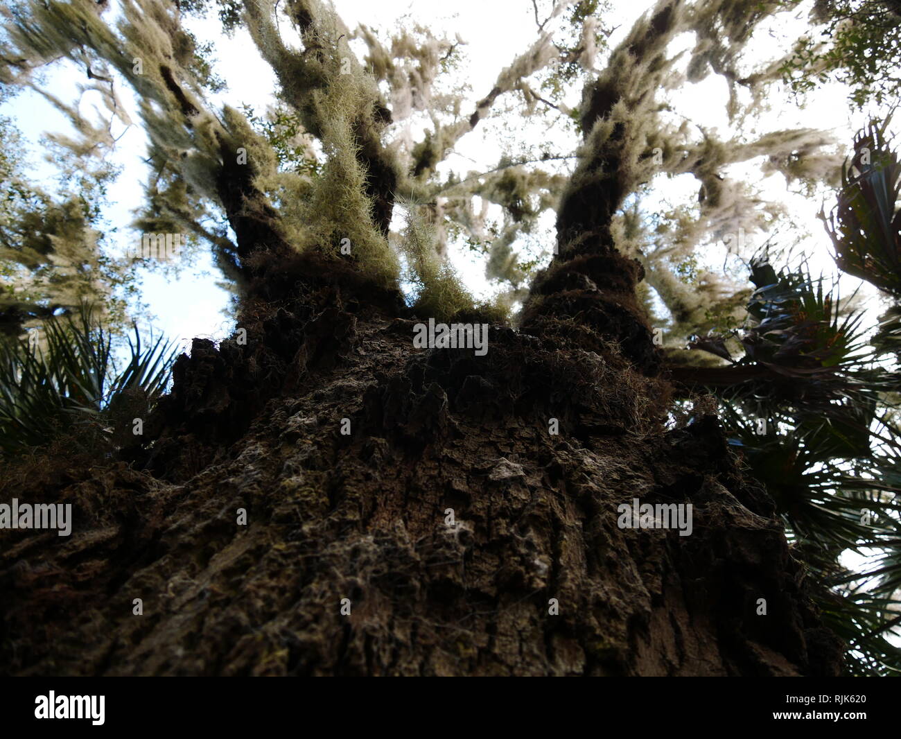 tree top spanish moss Stock Photo