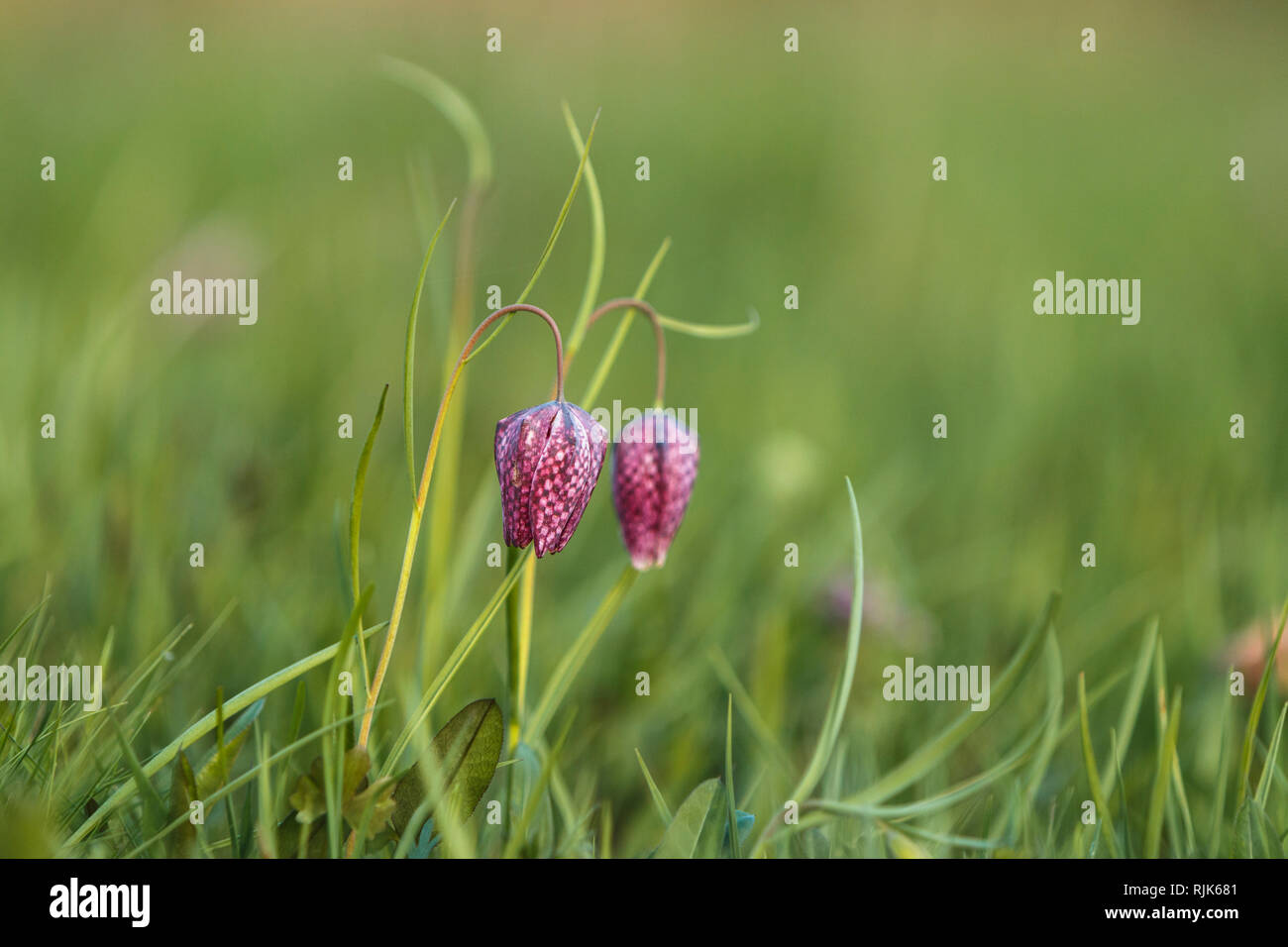 The beautiful fritillary named Snake's Head with a pink and purple chequered flower with a calm green background. Stock Photo