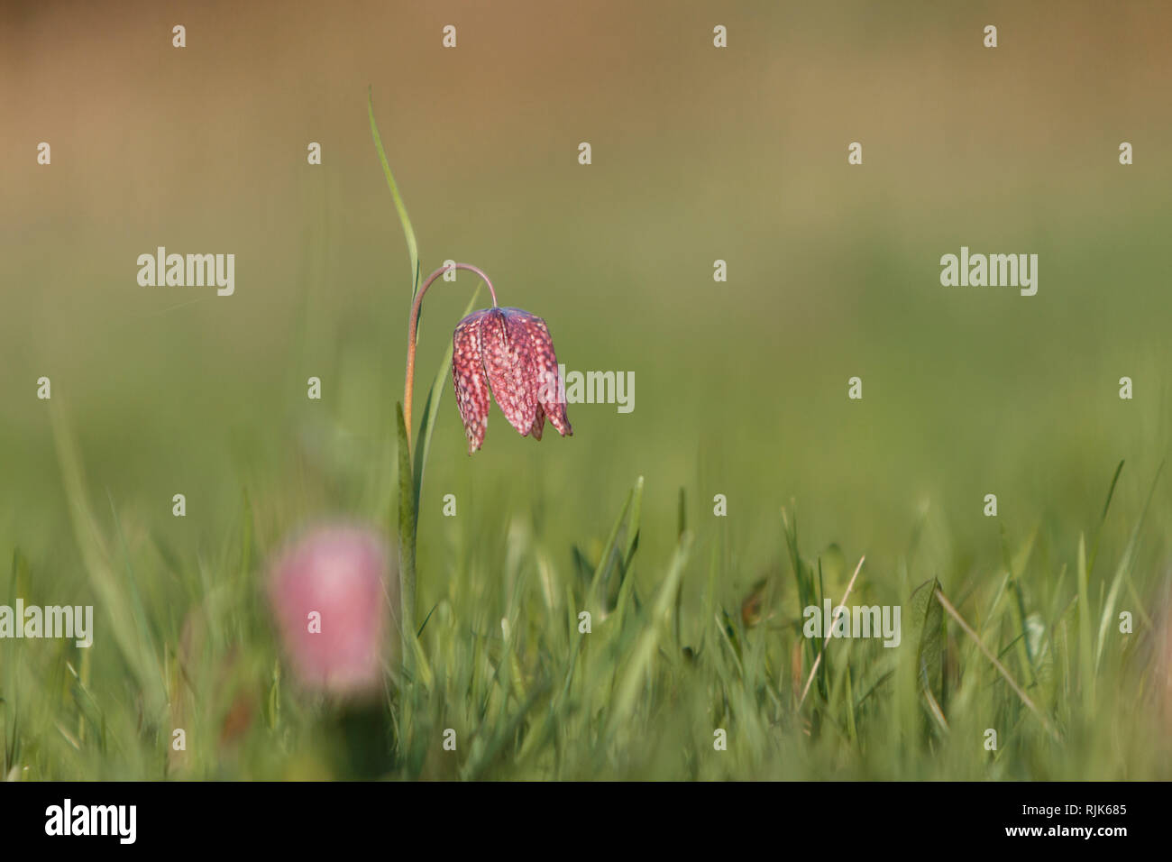 The beautiful fritillary named Snake's Head with a pink and purple chequered flower with a calm green background. Stock Photo