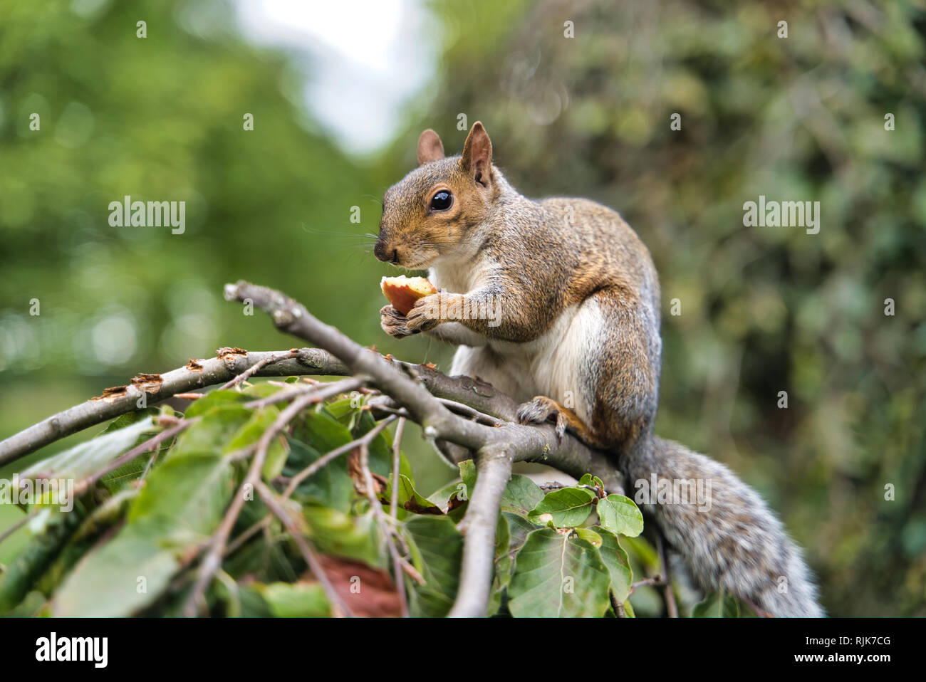 Squirrel chewing fruit on a tree, London, UK Stock Photo Alamy