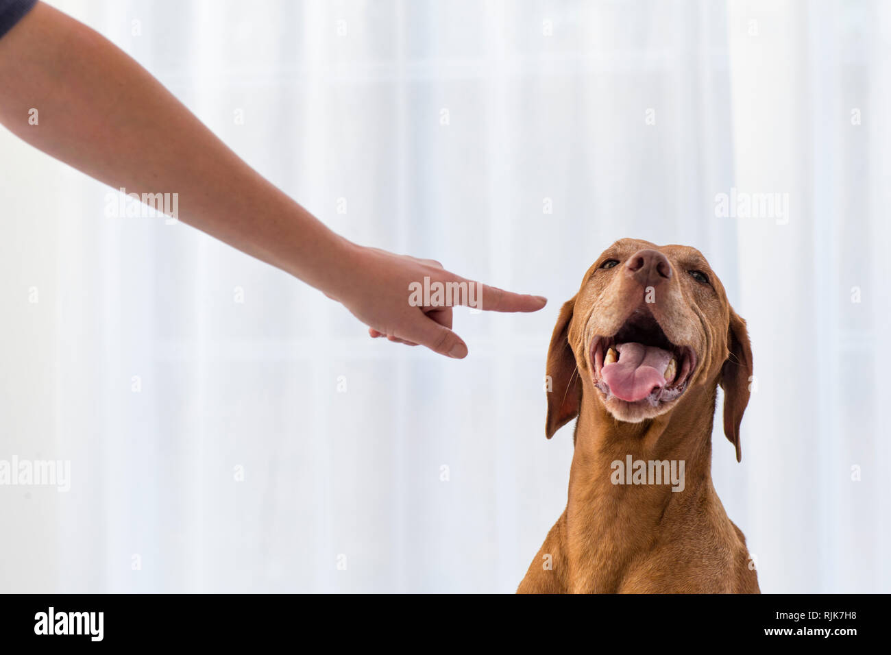 Arm pointing at dog in front of white curtains. Stock Photo
