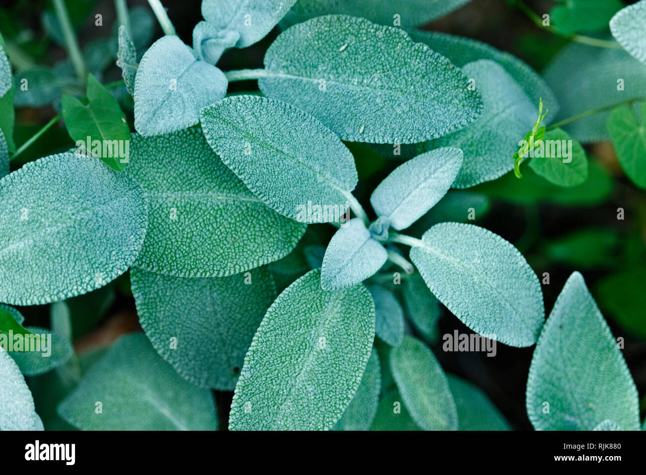 Beautiful common sage leaves in a kitchen garden , sage leaves covered