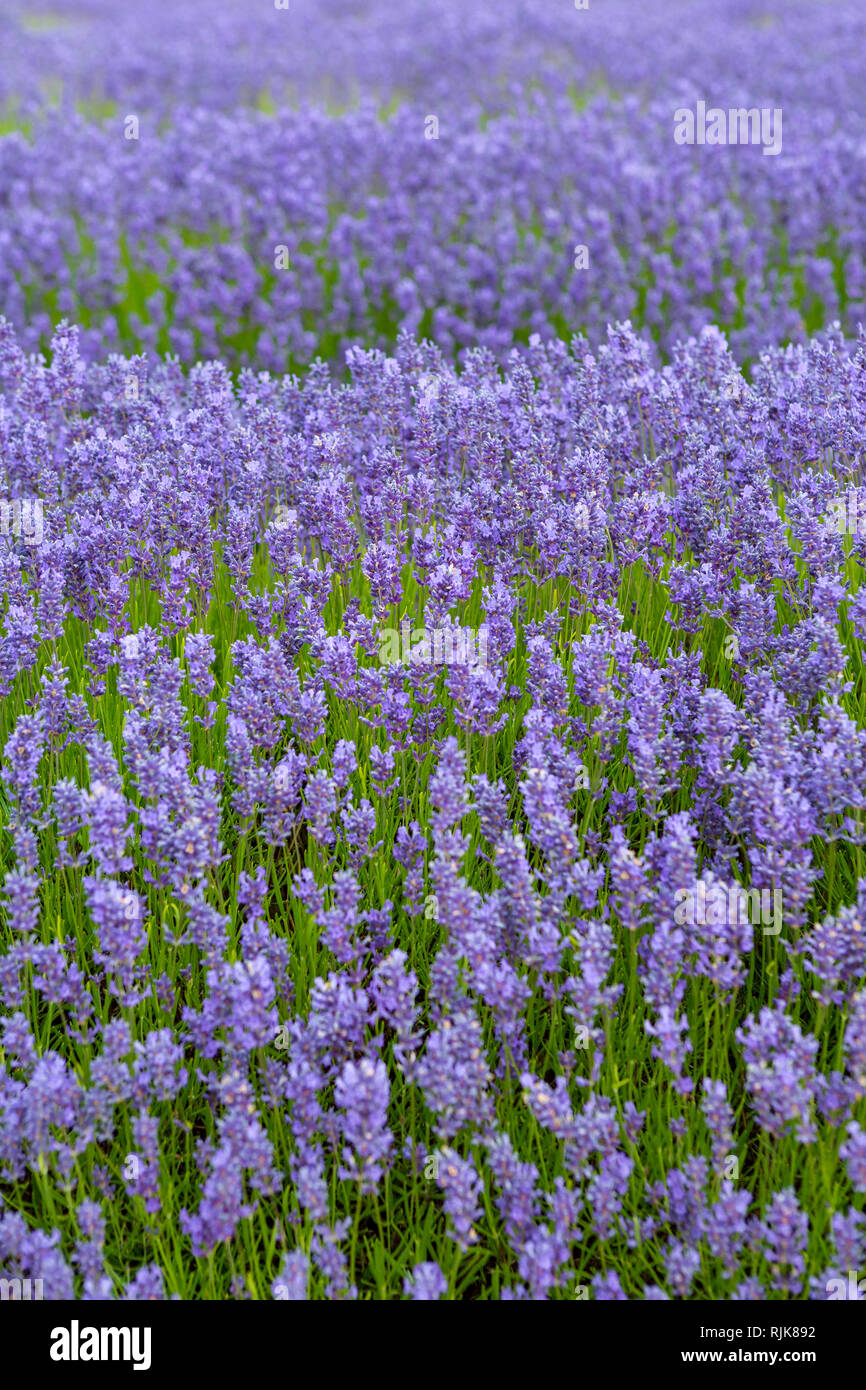 Close up of purple lavender field, Snowshill, Cotswolds, England, UK Stock Photo