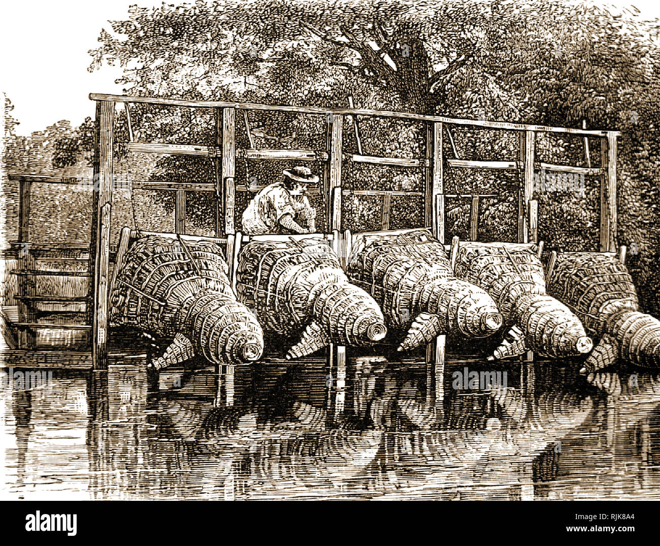 A Victorian print showing eel traps made of woven basket-ware on the river Thames near London UK Stock Photo