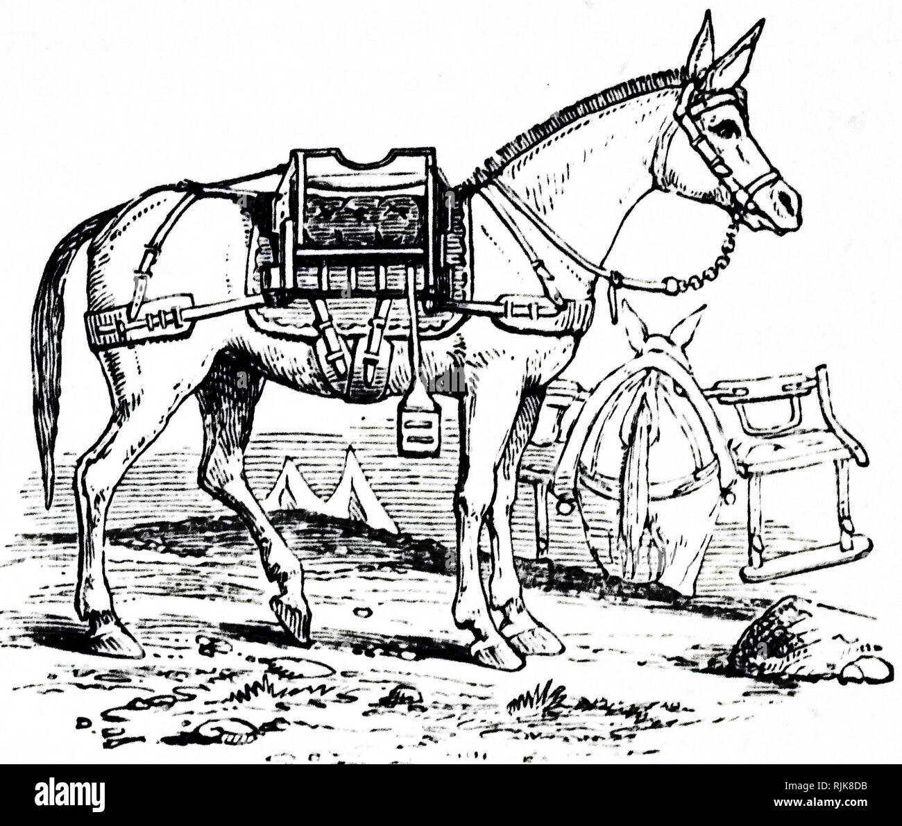 Mule pack animal hires stock photography and images Alamy