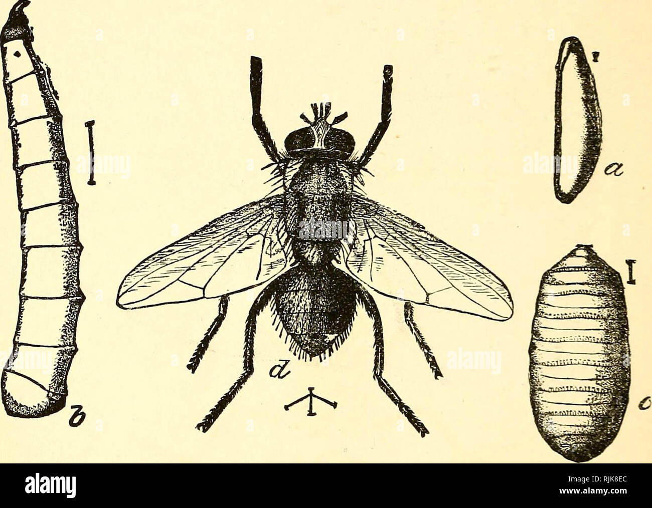 U Form Insect