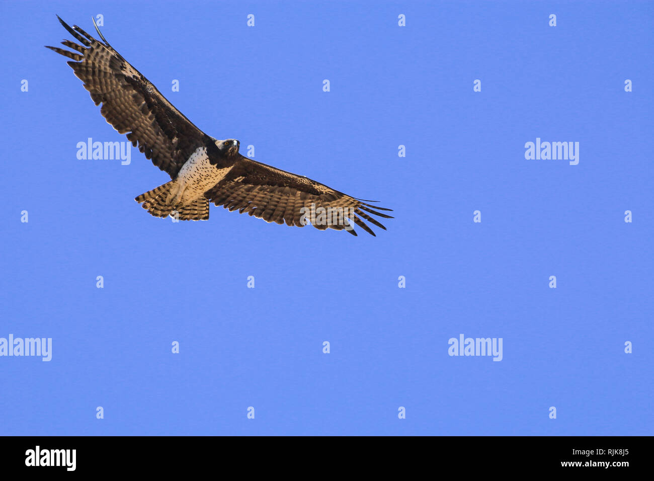 Adler in Namibia Stock Photo