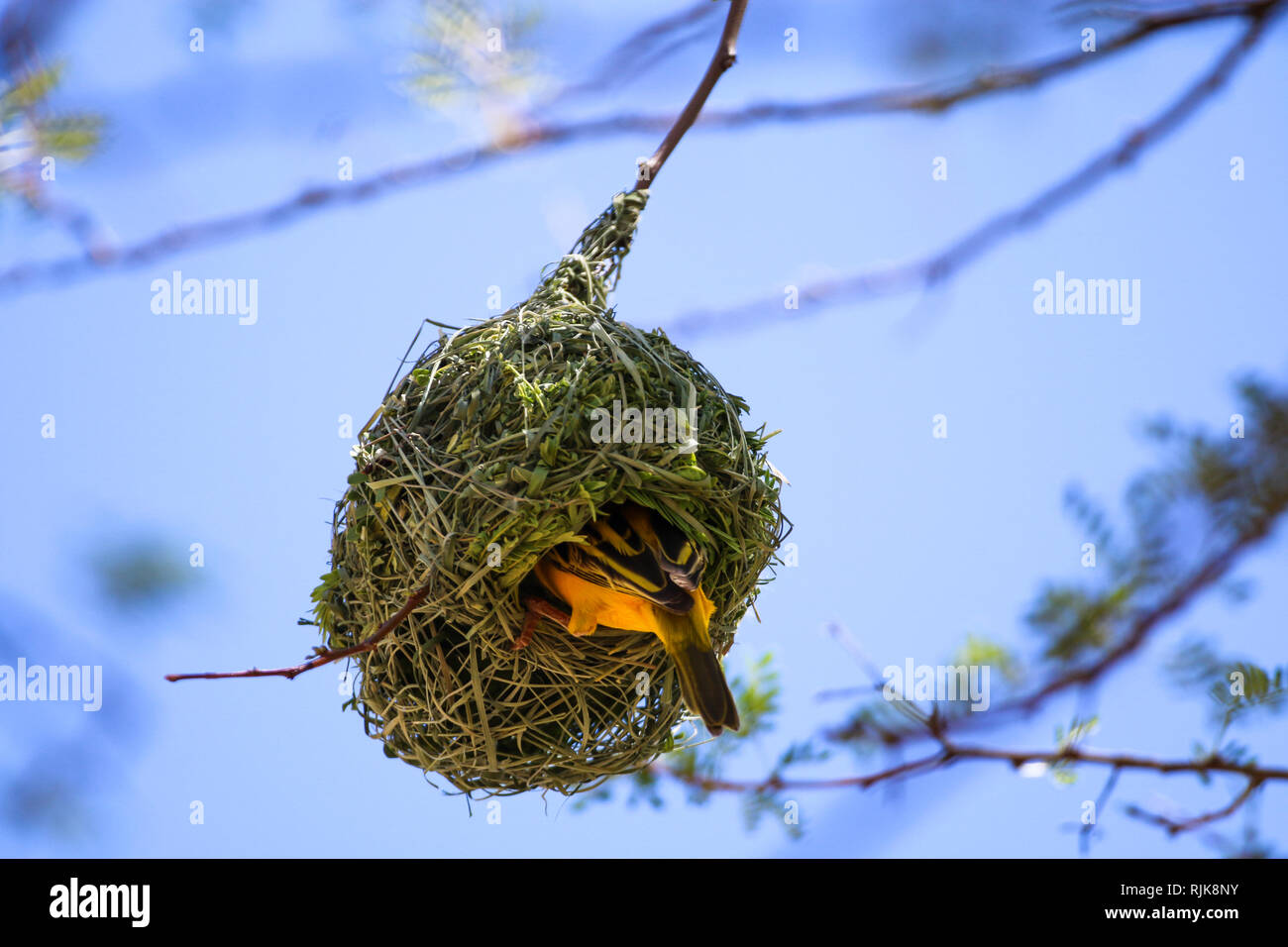 Webervogel beim Nestbau Stock Photo
