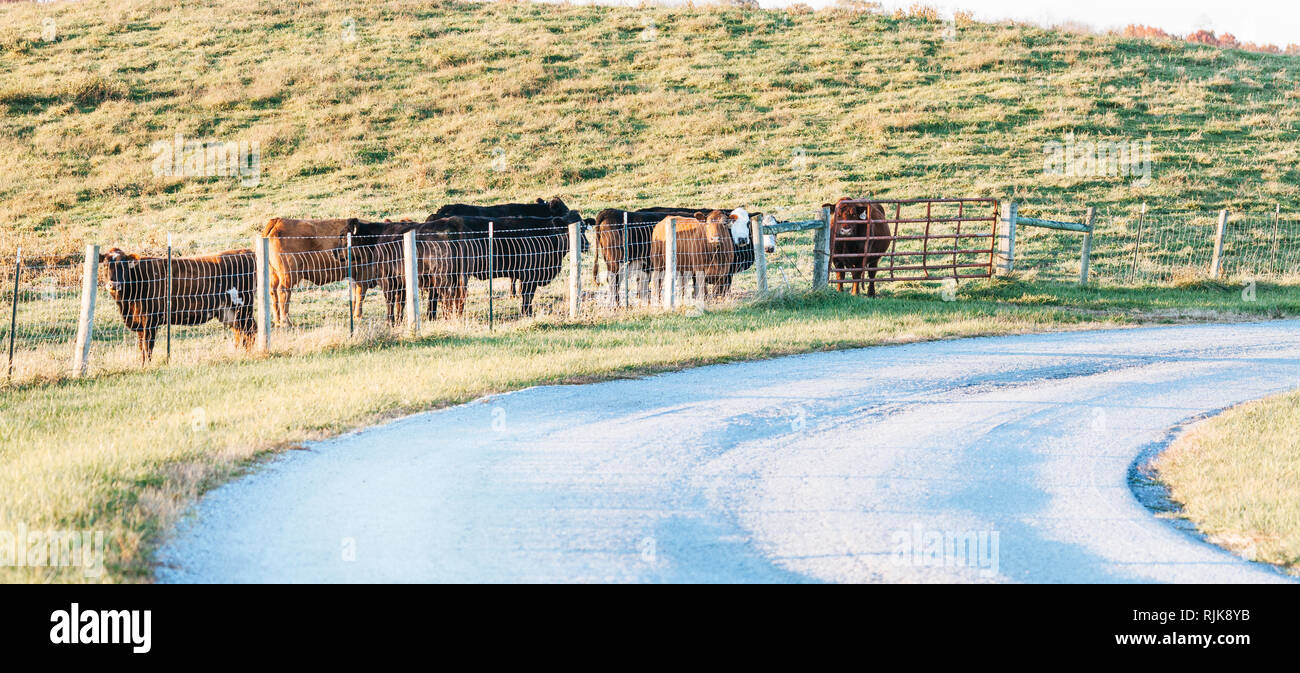 Cows standing near the fence at a farm in Central Kentucky Stock Photo