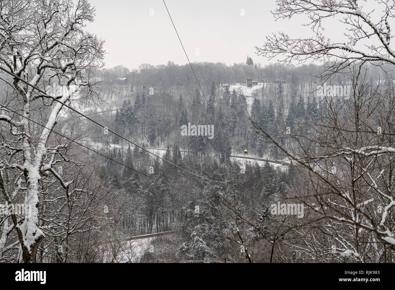 snow covered trees in winter forest. overcast day with loads of snow ...