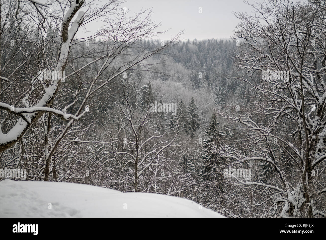 snow covered trees in winter forest. overcast day with loads of snow ...