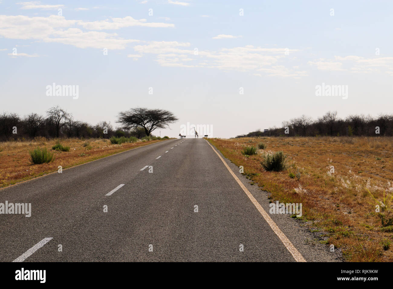 Giraffe auf der Straße in der Kalahari Stock Photo