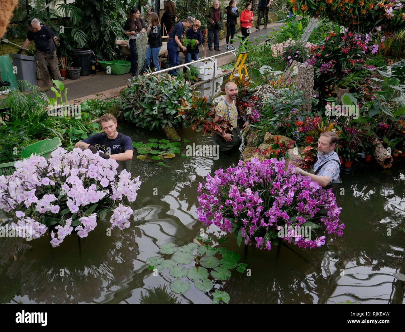 Kew Gardens London, UK. 6th Feb, 2019. Gardeners prepare for the Orchid Festival starting on February 9 Credit: Anthony Collins/Alamy Live News  Stock Photo