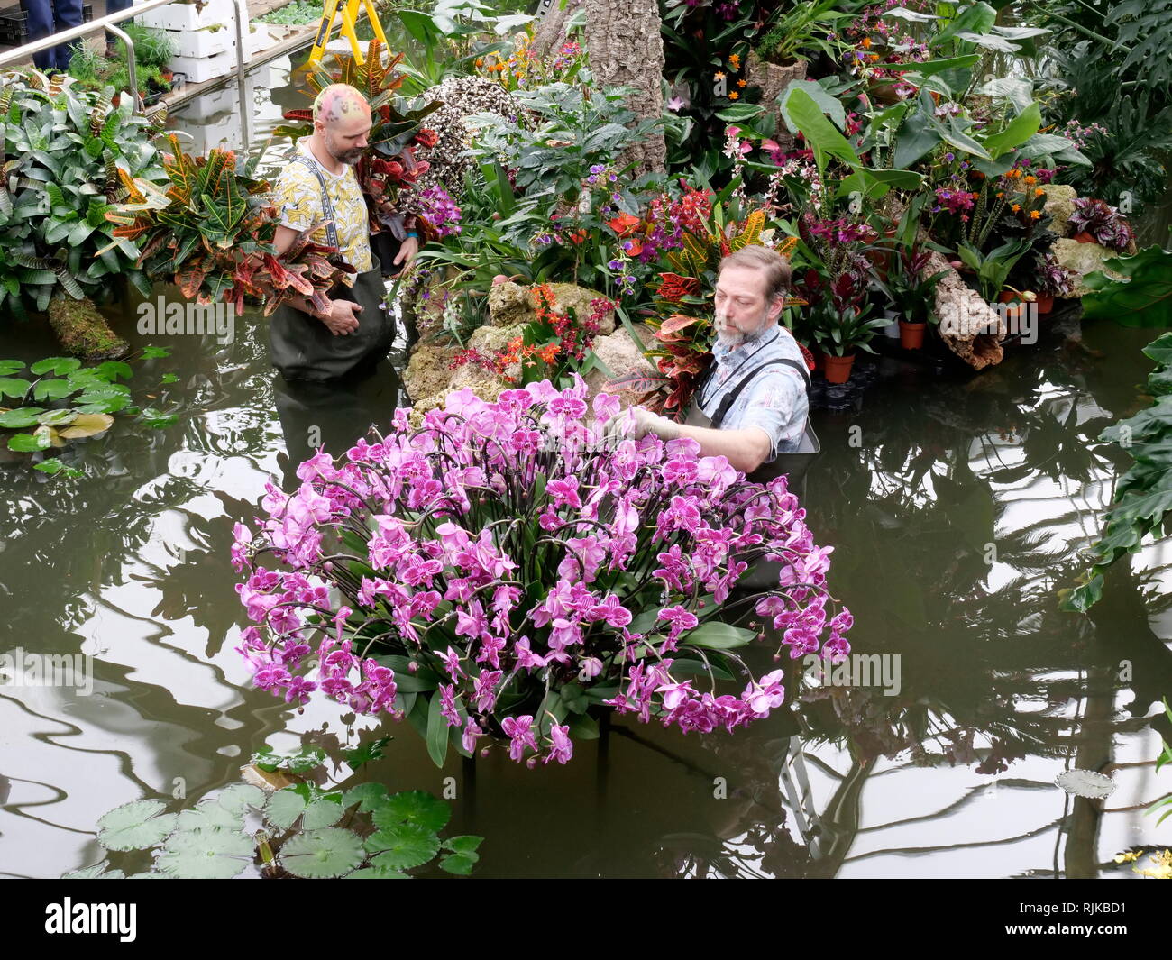Kew Gardens London, UK. 6th Feb, 2019. Gardeners prepare for the Orchid Festival starting on February 9 Credit: Anthony Collins/Alamy Live News Stock Photo