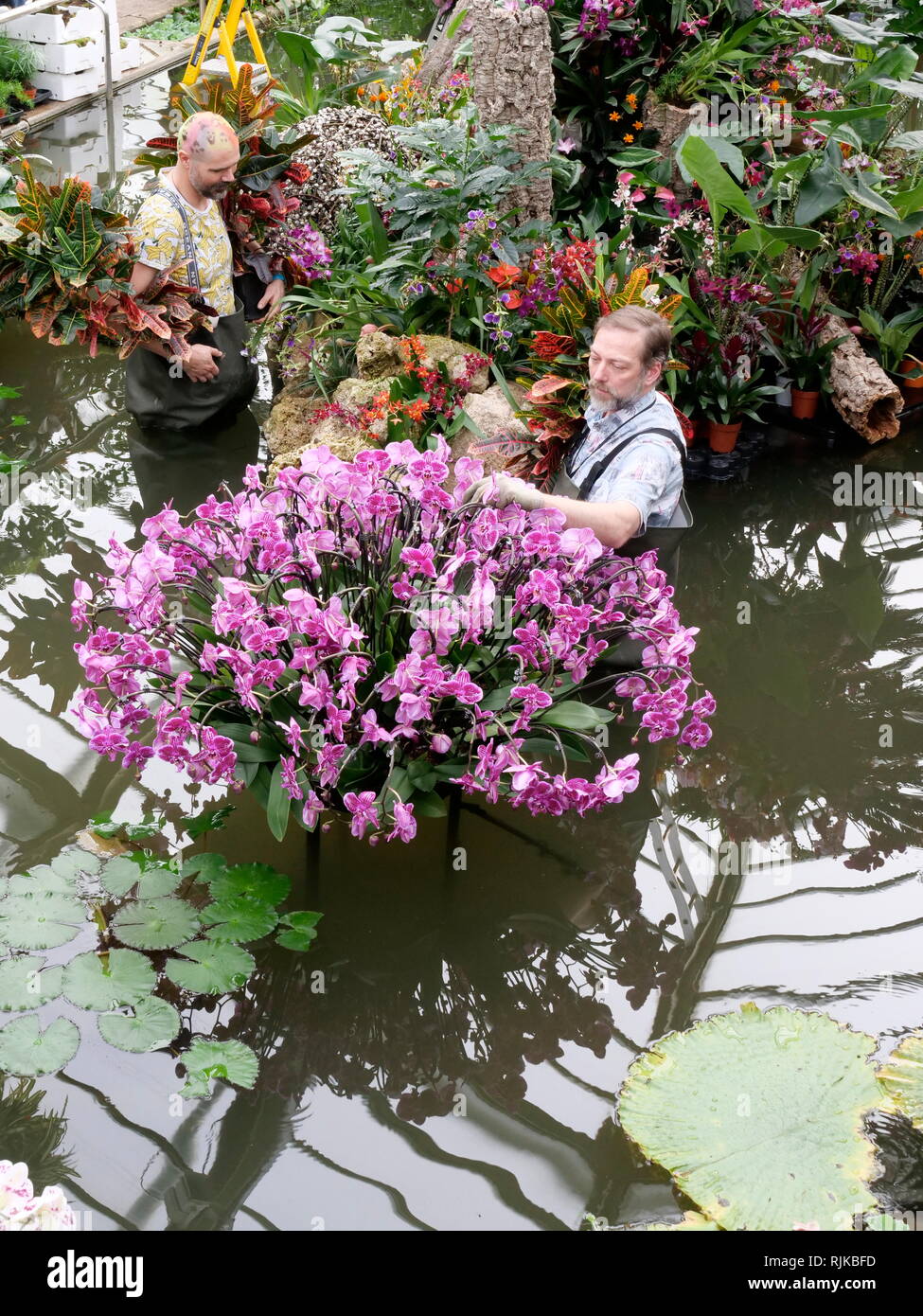 Kew Gardens London, UK. 6th Feb, 2019. Gardeners prepare for the Orchid Festival starting on February 9 Credit: Anthony Collins/Alamy Live News Stock Photo