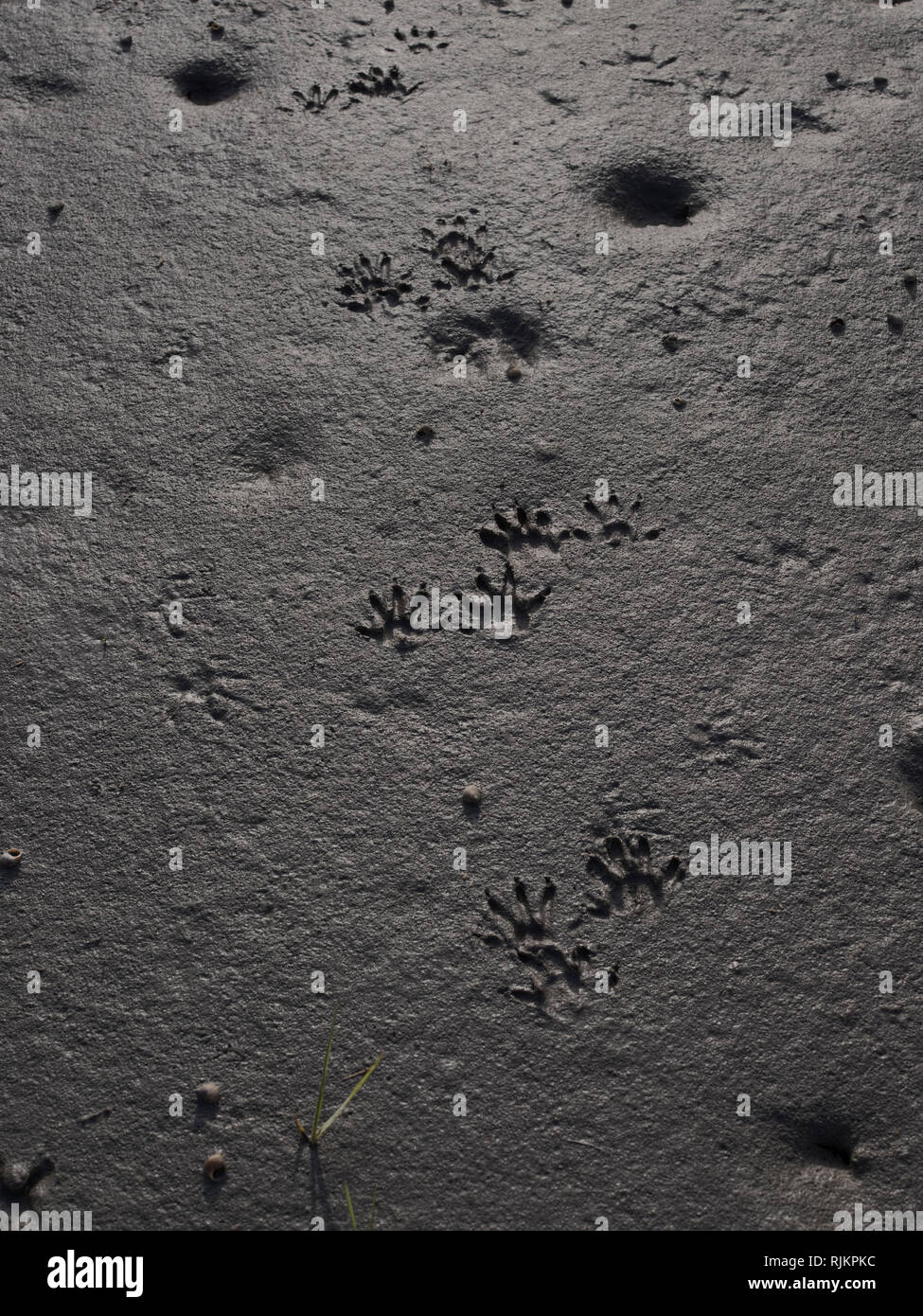 Hunting Island State Park, South Carolina. Raccoon tracks in marsh muck. Stock Photo