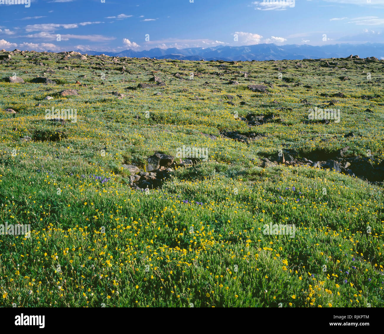 USA, Wyoming, Shoshone National Forest, Alpine avens bloom in tundra meadow and distant peaks of the Absaroka Mountains to the south; Beartooth Pass. Stock Photo