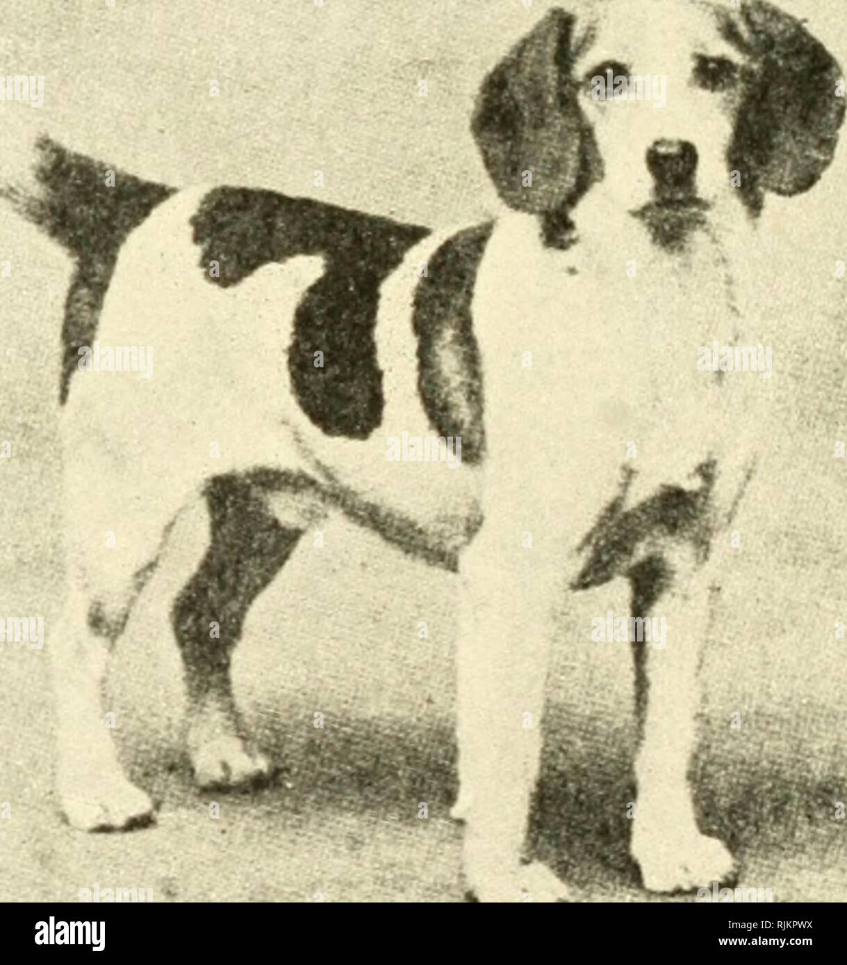 What Are Sporting Dogs Used For