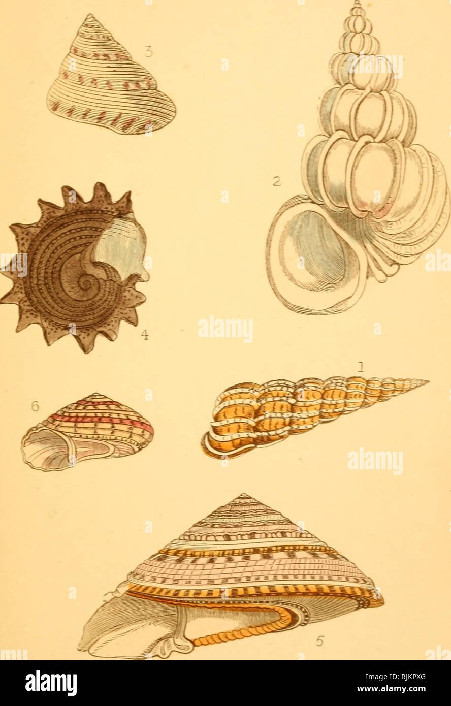 Beautiful shells; their nature, structure, and uses familiarly explained,  with directions for collecting, cleaning, and arranging them in the cabinet  and descriptions of the most remarkable species. Shells. 38 Beautiful  Shells