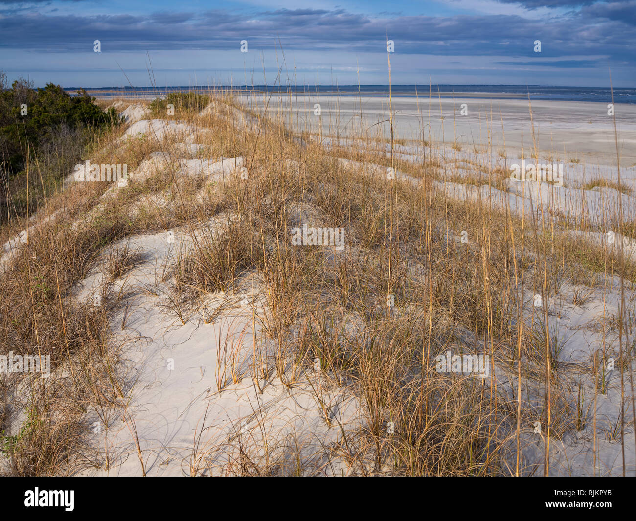 Hunting Island State Park, South Carolina. Coastal sand dune. Stock Photo