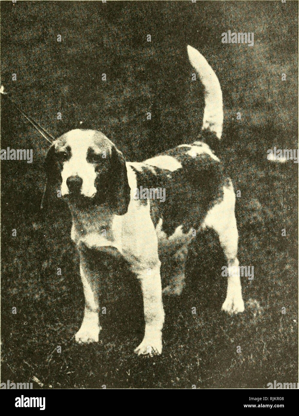 silver beagles