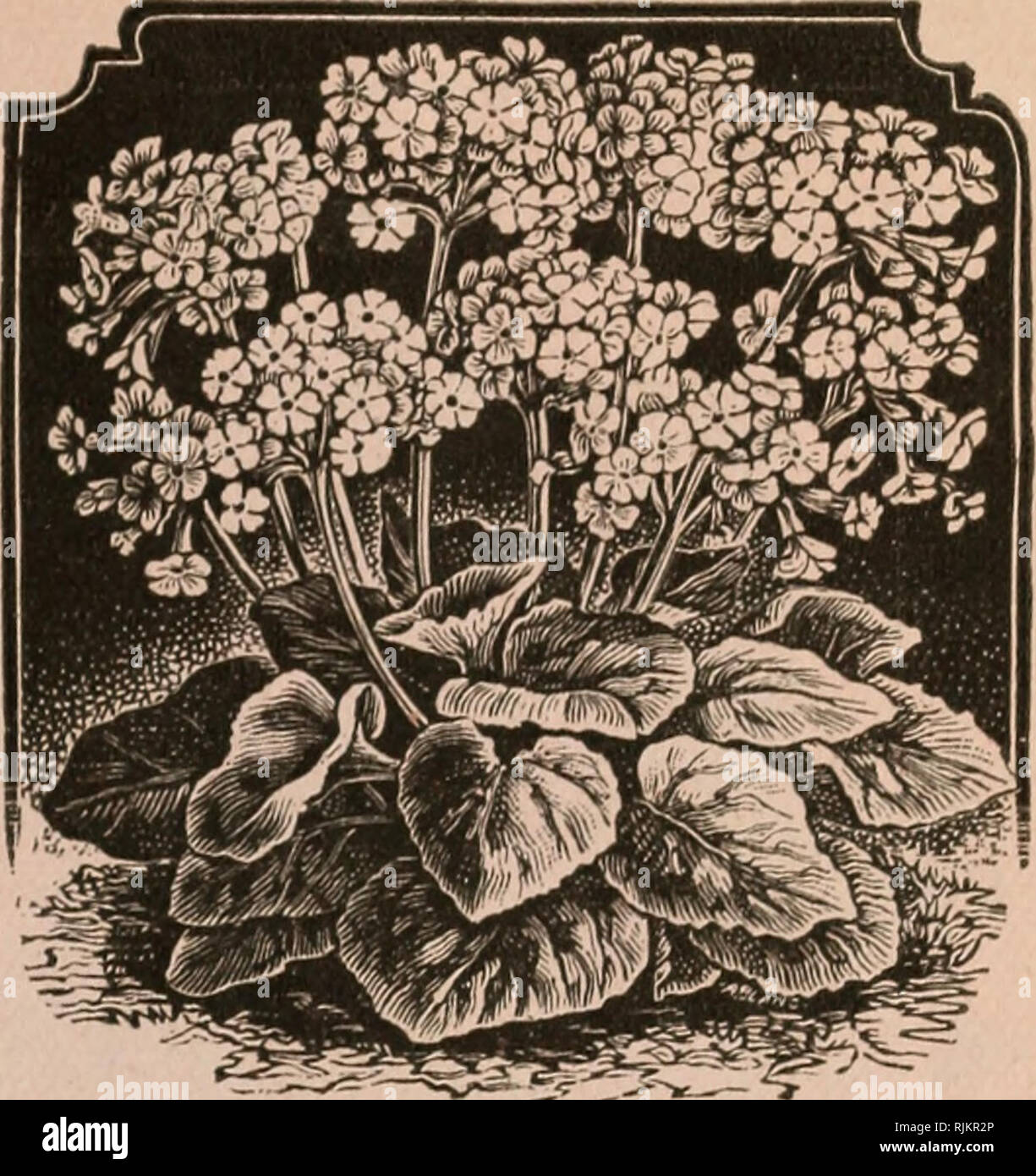 . Beautiful flowers : spring 96. Nursery stock Iowa Cedar Falls Catalogs; Flowers Seeds Catalogs; Vegetables Seeds Catalogs; Bulbs (Plants) Catalogs; Plants, Ornamental Catalogs; Nursery stock; Flowers; Vegetables; Bulbs (Plants); Plants, Ornamental. PRIMULA OBCONICA. A distinct improvement i' the, old variety; flowers almost double the size; plant extra strong grower; flowers are beau- tifully tinted rose. lilac and other colors. 20 cents each. Large size,30cents. SWAINSONIA C ALEC I FOLIA ALBA. Most profitable plant, producing spikes of pure white flowers from i to 6 inches long in the great Stock Photo