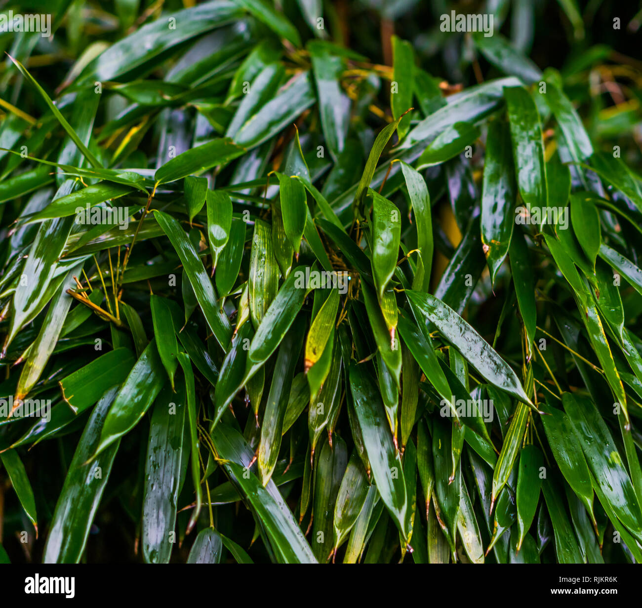 macro closeup of wet green bamboo leaves, japanese garden, natural background pattern Stock Photo