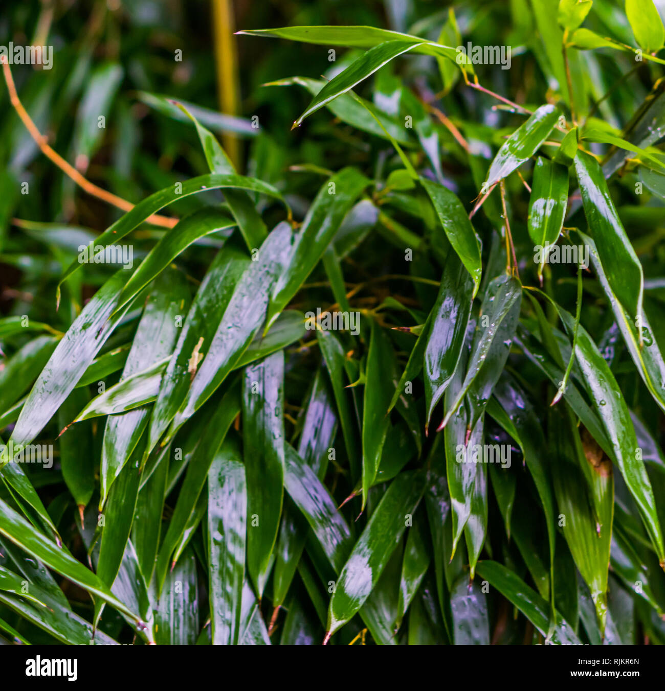 green wet bamboo leaves in macro closeup, natural background pattern, Chinese garden Stock Photo
