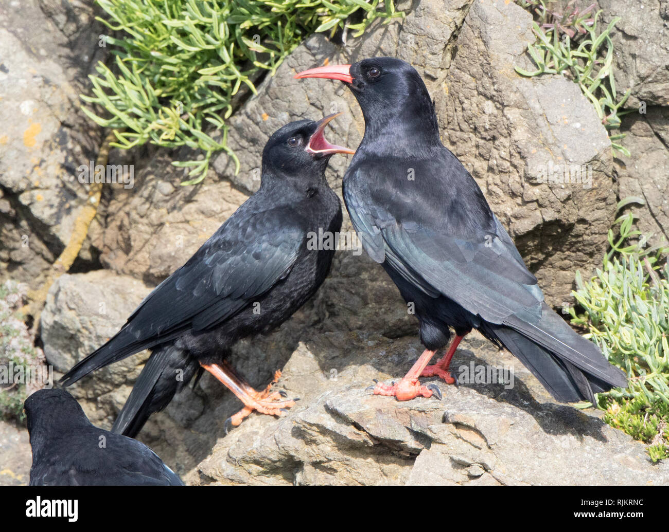 Chough (pyrrhocorax pyrrhocorax) Stock Photo