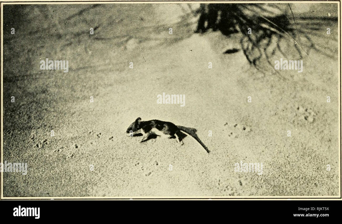Beach Grass Natural History Outdoor Books Sand Dunes Beaches Natural History Massachusetts Dead White Footed Mouse And Tracks I Ir J I Bkj F 1 1 Wmm A M 2 Y A A