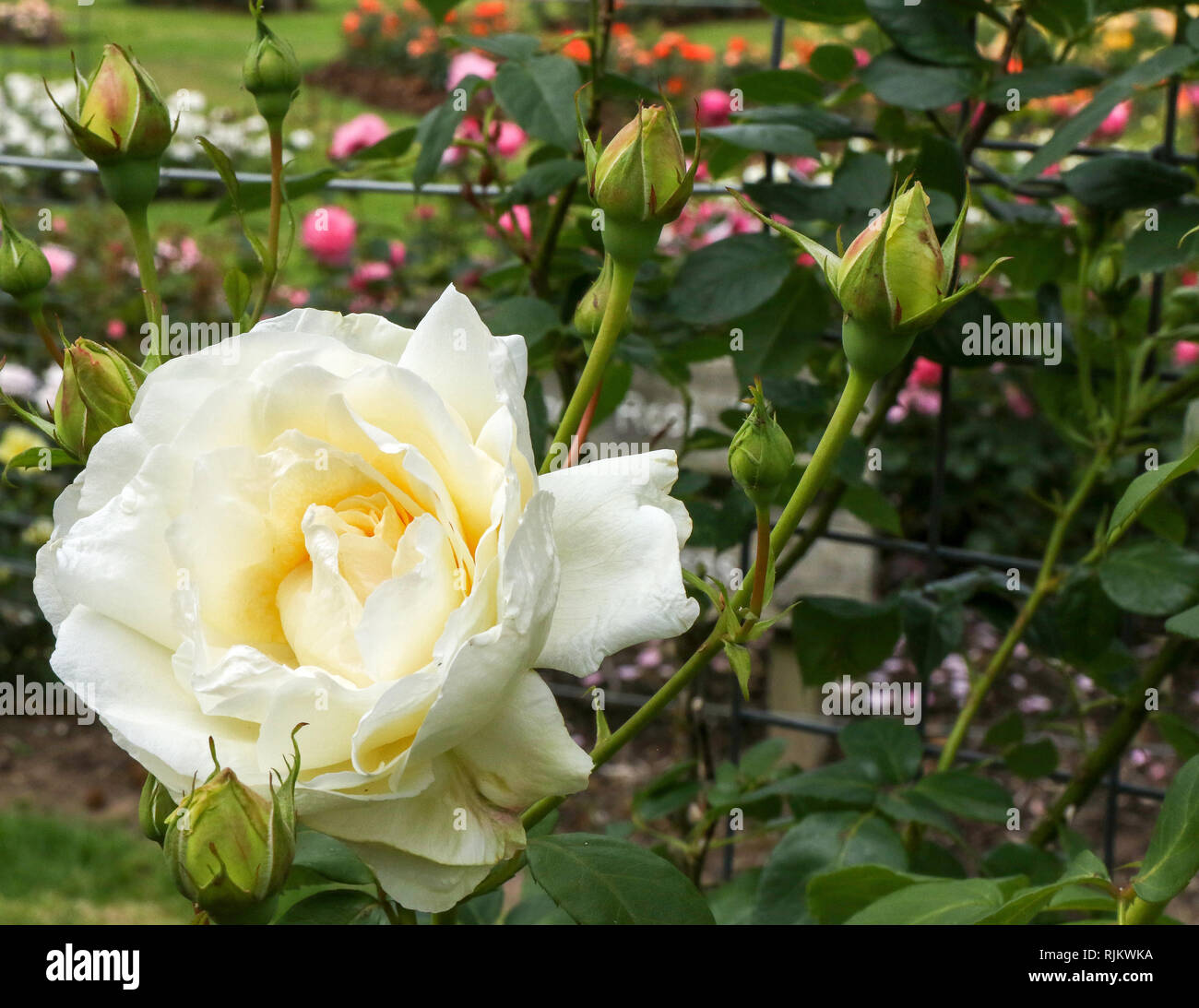 Crème de la Crème a creamy white climbing rose in bloom in 2018, Stock Photo