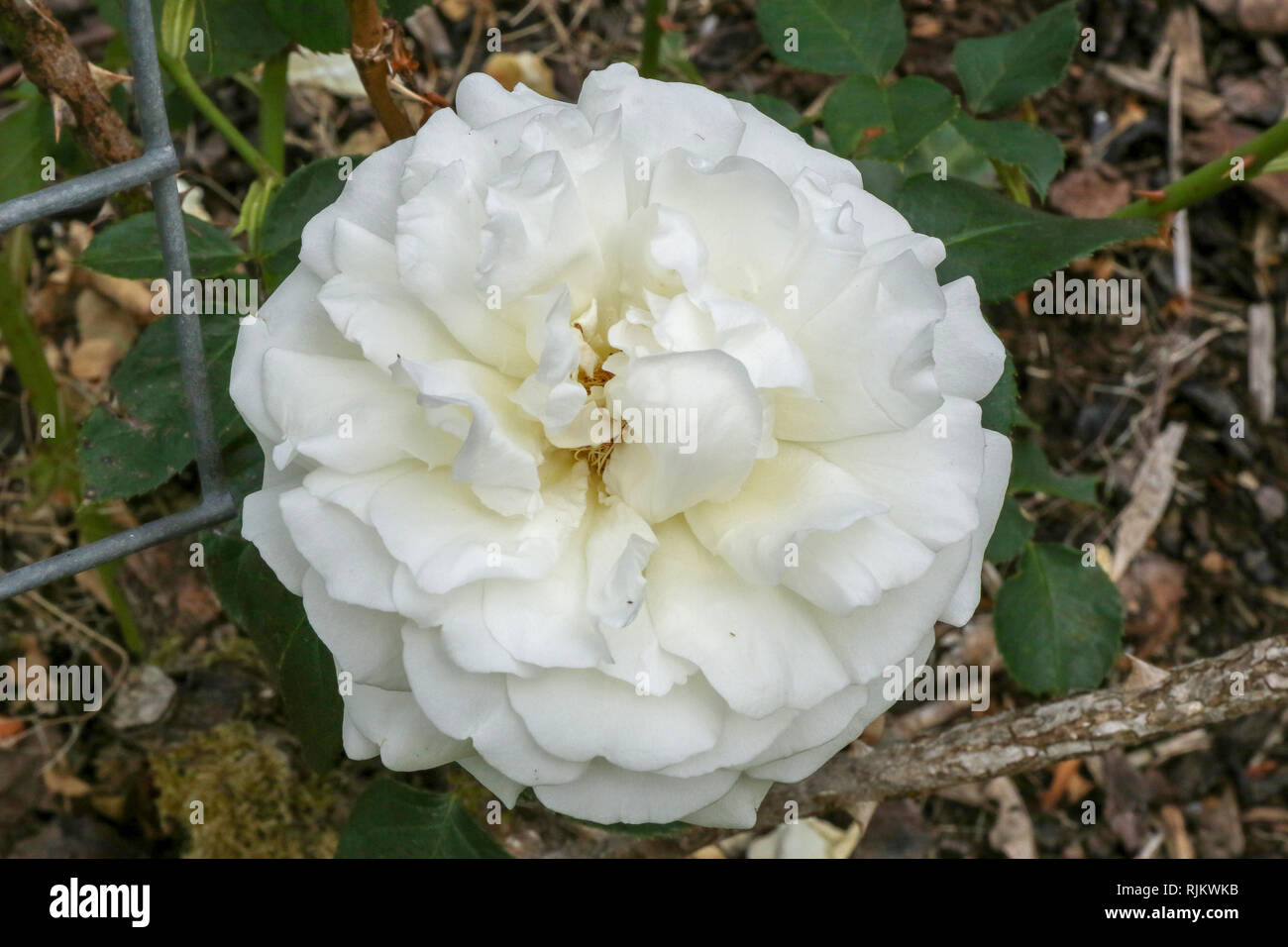 Crème de la Crème a creamy white climbing rose in bloom in 2018, Stock Photo