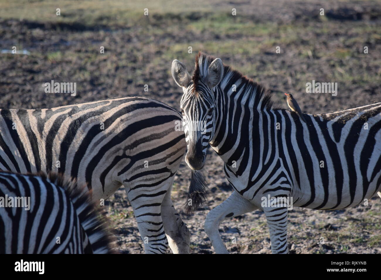 Zebra African Bush Stock Photo