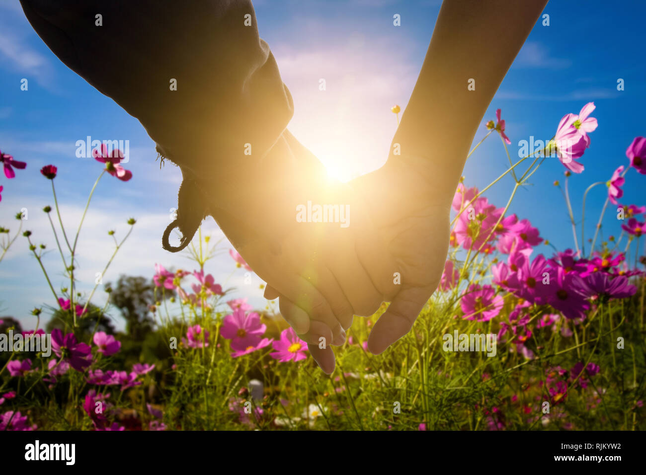 Young couple Hands held together with sunlight flare in the cosmos flowers on meadow grass or heather fresh green and blue sky background. Stock Photo