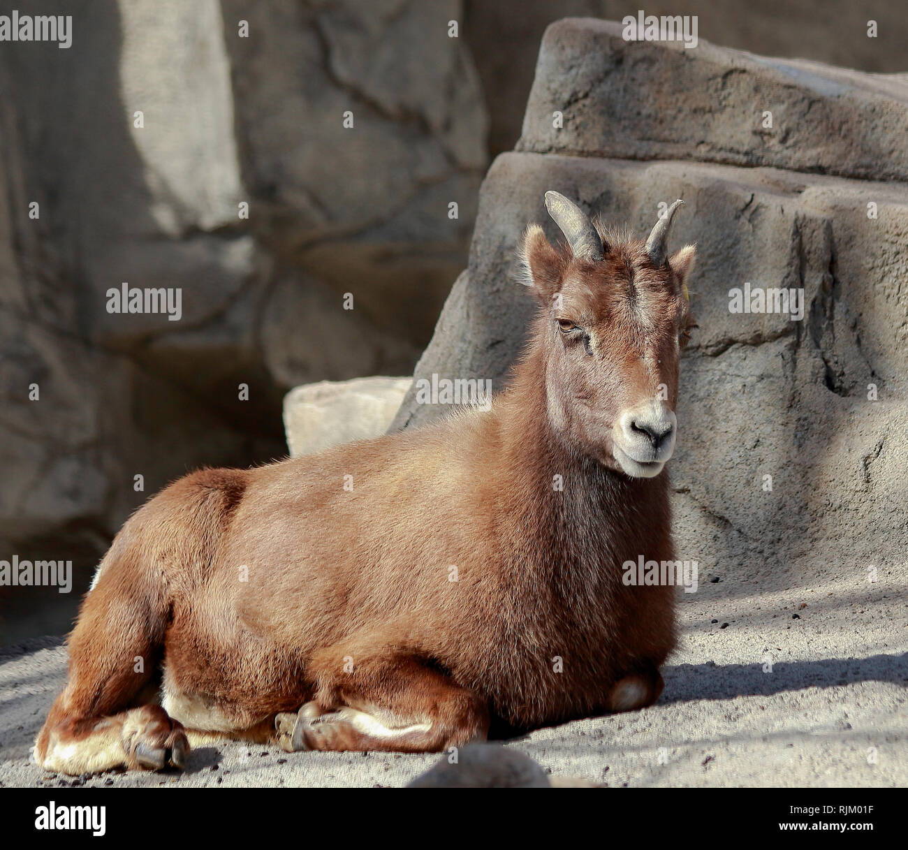 Rocky Mountain Bighorn Sheep in Denver Zoo Stock Photo