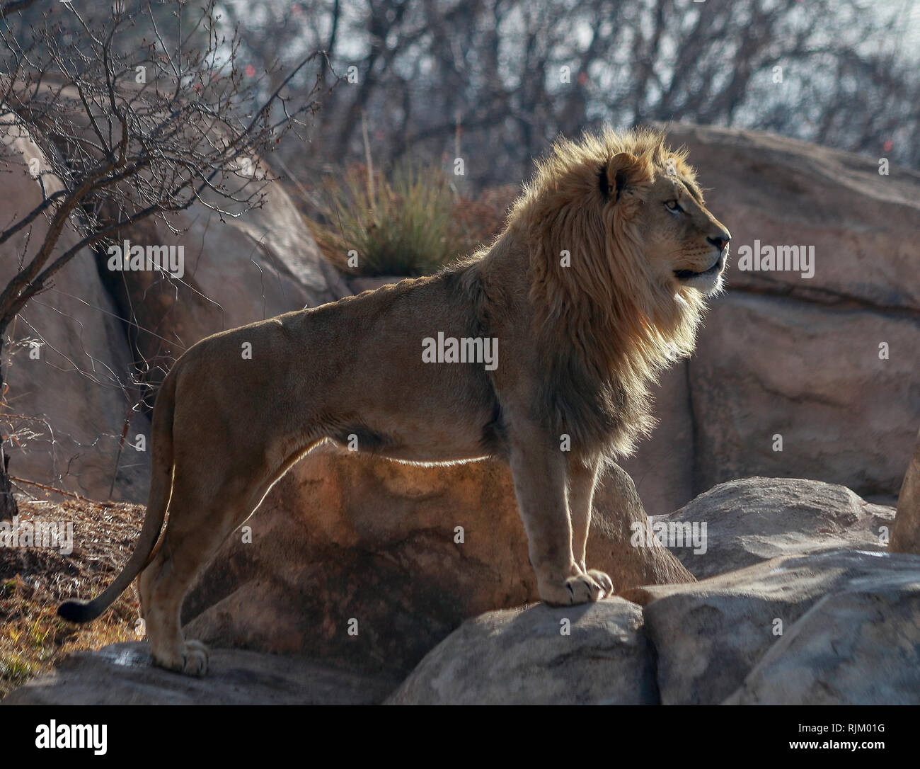 Male Lion Standing Rock High Resolution Stock Photography and Images ...
