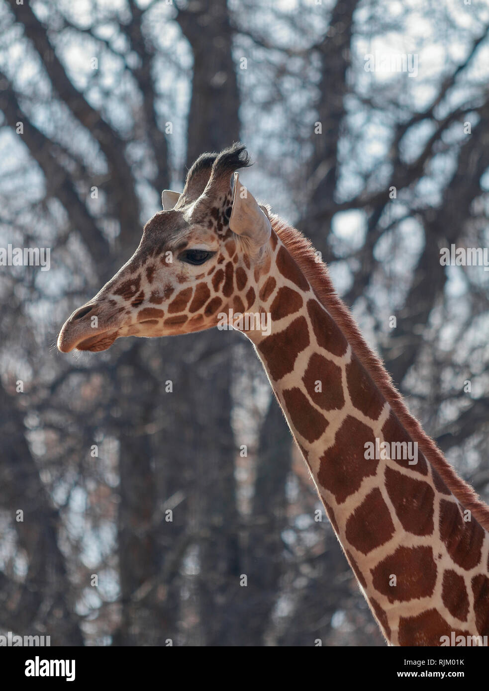 Closeup of Giraffe head in Denver Zoo, winter day Stock Photo