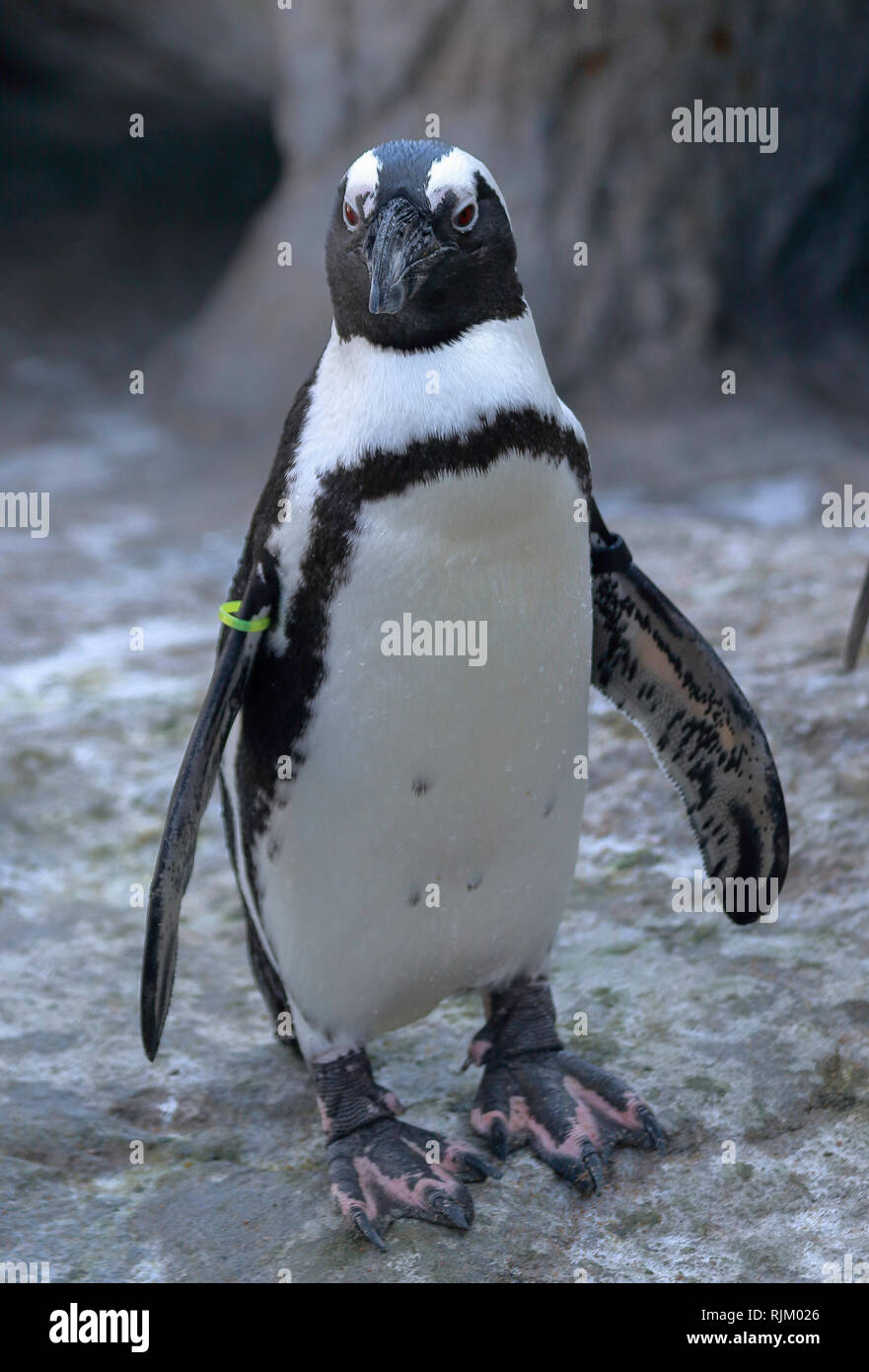 African penguin (Spheniscus demersus), also known as the jackass penguin or black-footed penguin in Denver Zoo Stock Photo