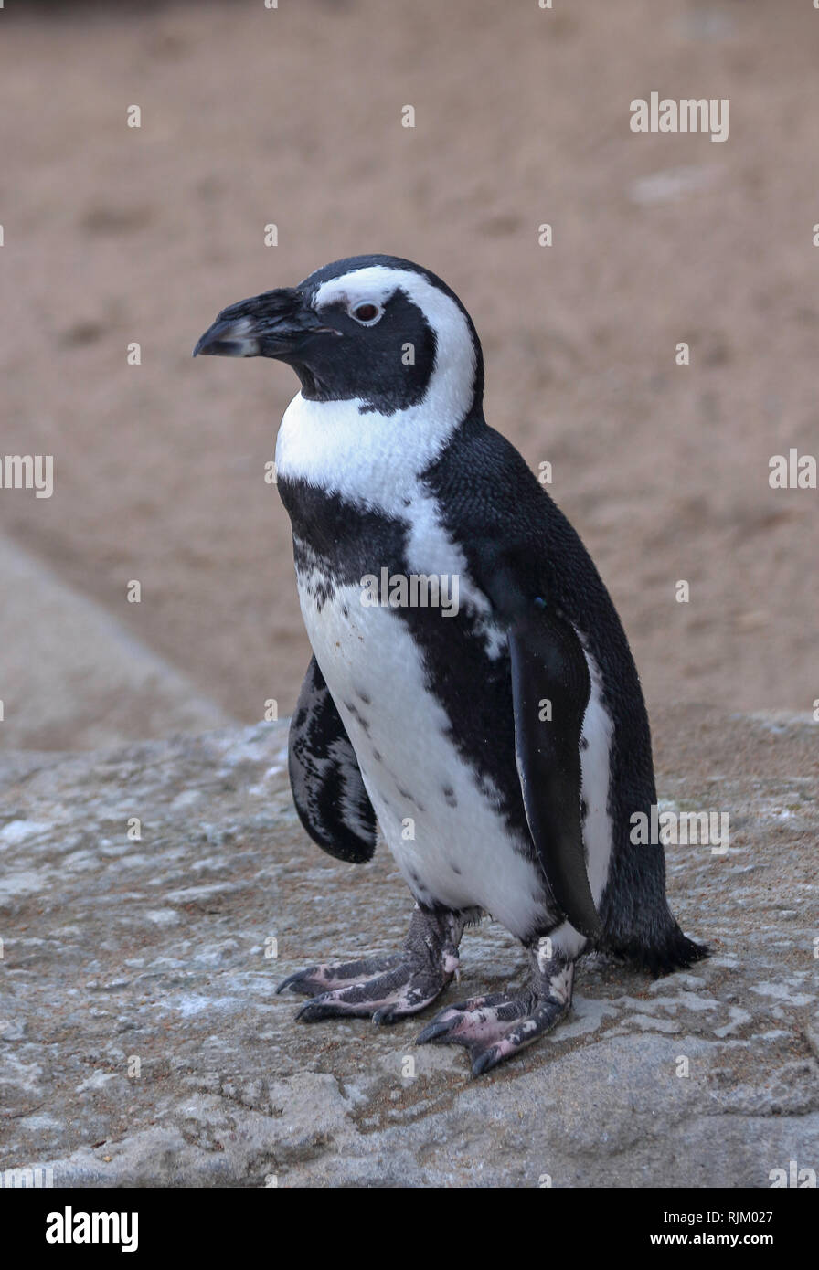 African penguin (Spheniscus demersus), also known as the jackass penguin or black-footed penguin in Denver Zoo Stock Photo