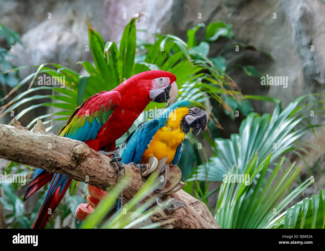 Green-winged Macaw, Blue and Gold Macaw sitting on a branch in Denver Zoo Stock Photo