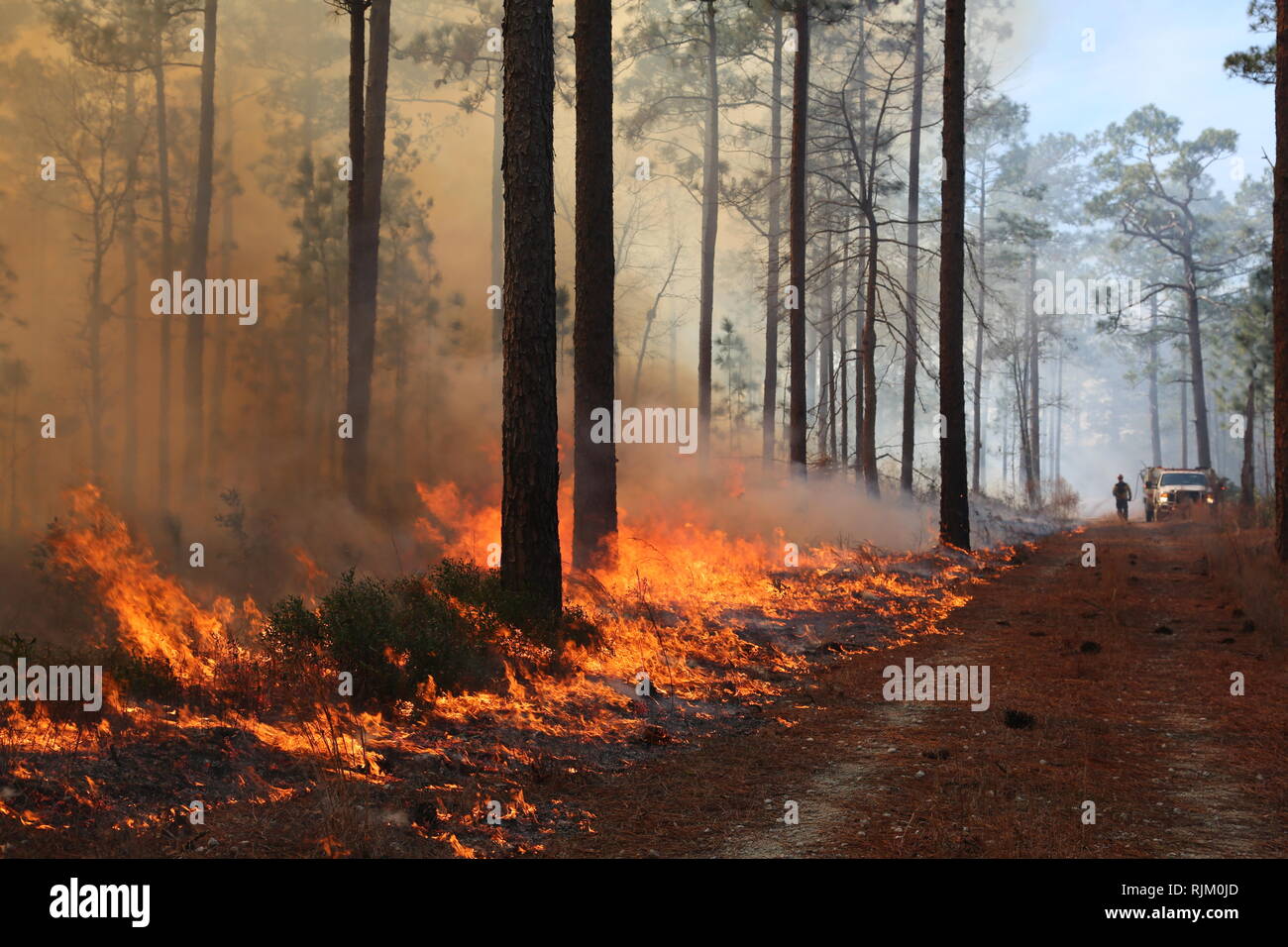 The beginning stages of a prescribed burn as the wind guides it, causing it to grow larger in the LE training area, Marine Corps Base Camp Lejeune, Jan. 30., 2019. Prescribed burns are used to effectively restore the native ecosystems and to reduce risk of an uncontrolled wild fire. (U.S. Marine Corps photo by Lance Cpl. Ashley Gomez) Stock Photo