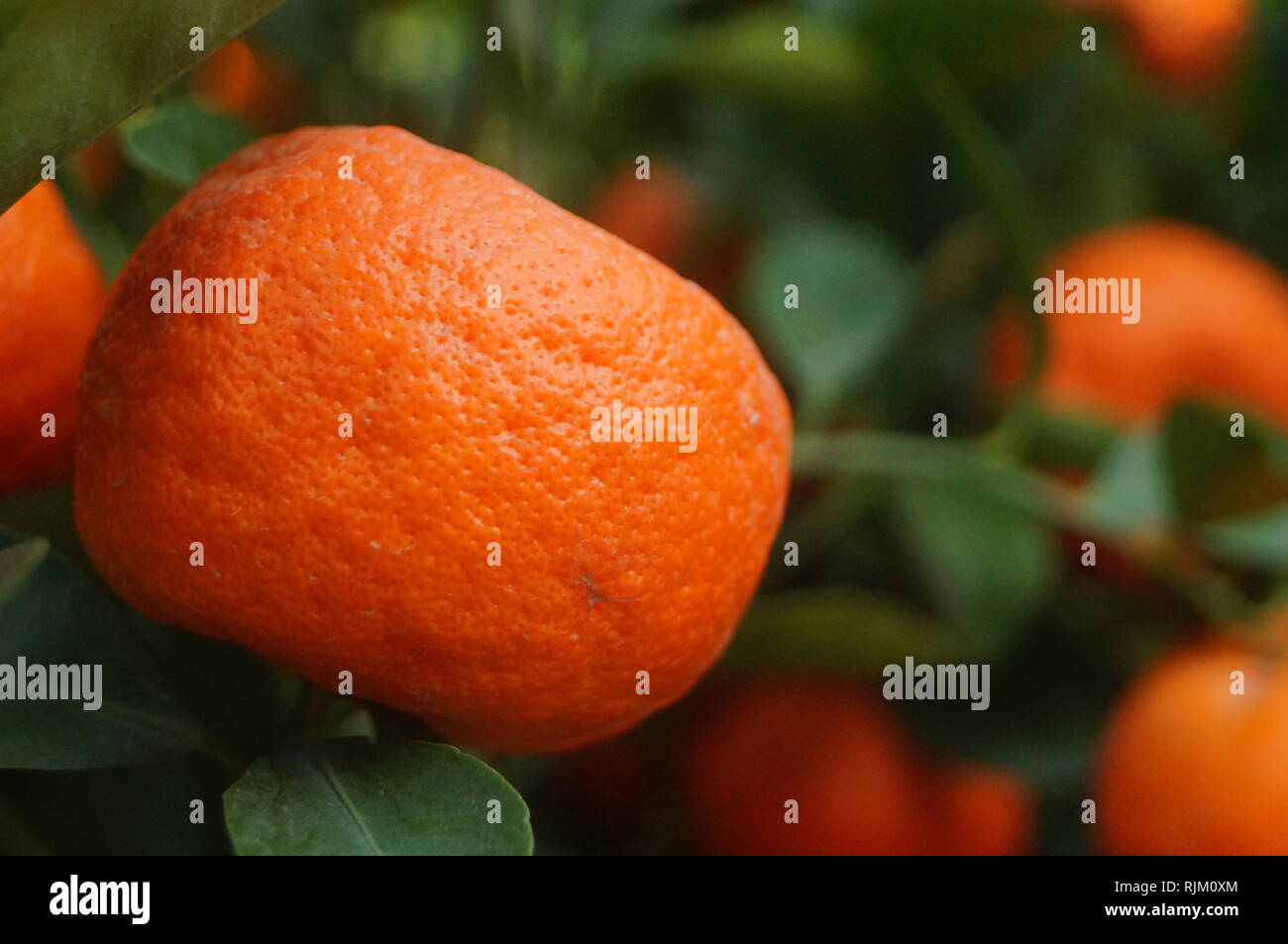 Fresh citrus, growing on citrus trees Stock Photo Alamy