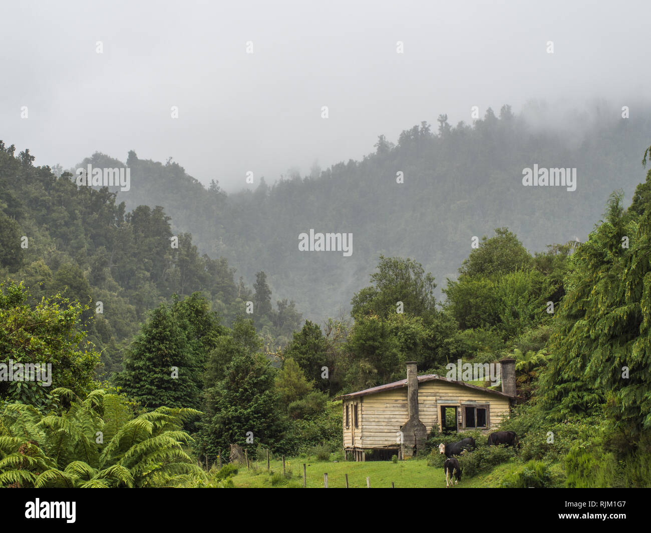 Cattle graze near abandoned house, among misty forest hills. Elsdon Best lived in a house at this site. Heipipi, Highway 38, Te Urewera, New Zealand Stock Photo