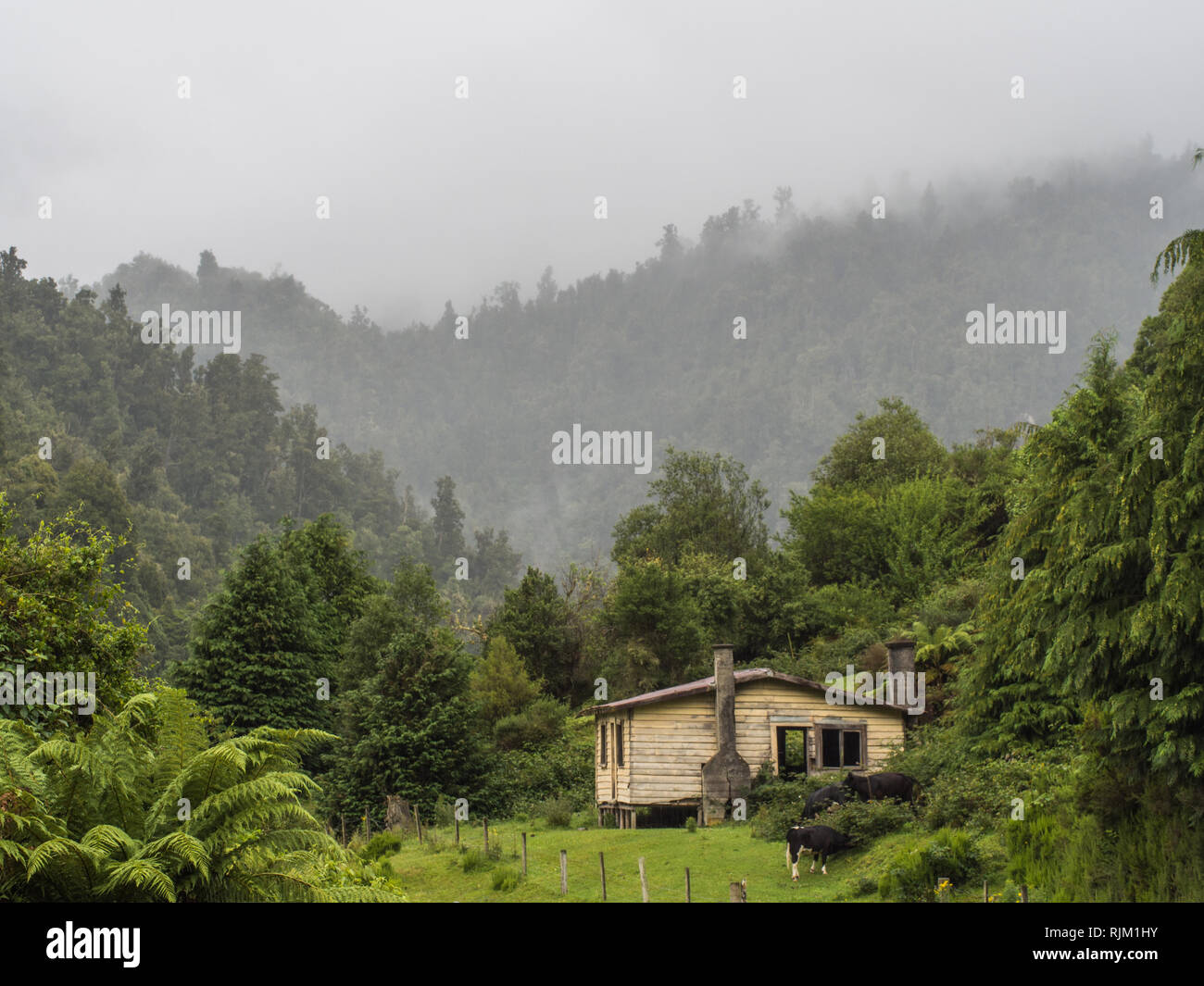 Cattle graze near an abandoned house among misty forest hills. Elsdon Best lived in a house at this site. Heipipi, Highway 38, Te Urewera, New Zealand Stock Photo